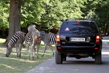 Safari park - Dvůr Králové nad Labem