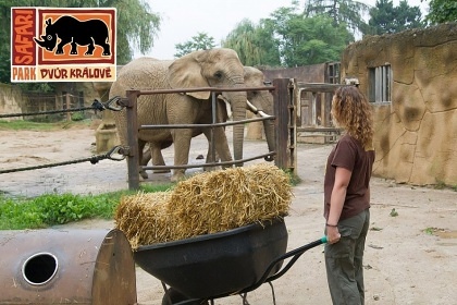 Pozvěte slona afrického na oběd