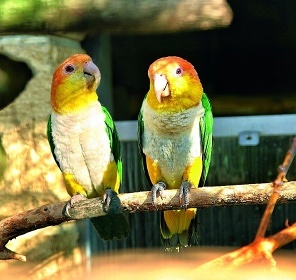Malý ošetřovatel papoušků - ZOO Bošovice