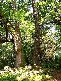 Arboretum – Bílá Lhota
