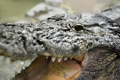 Krokodýlí ZOO Protivín - Jihočeský kraj