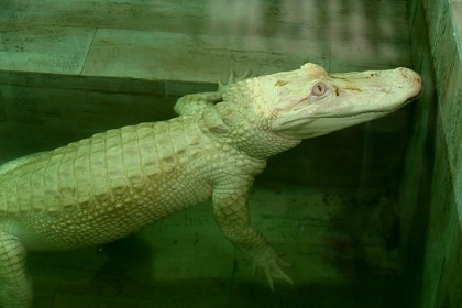 Krokodýlí ZOO Protivín - Jihočeský kraj