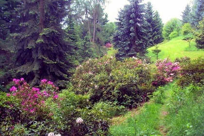 Fritscheho arboretum - Sněžná - Krásná Lípa