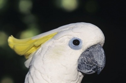 Papouščí zoo - Bošovice - Jižní Morava